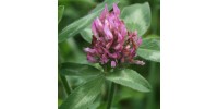 TISANE BIO TRÈFLE ROUGE, Trifolium pratense  /Sommité séchée